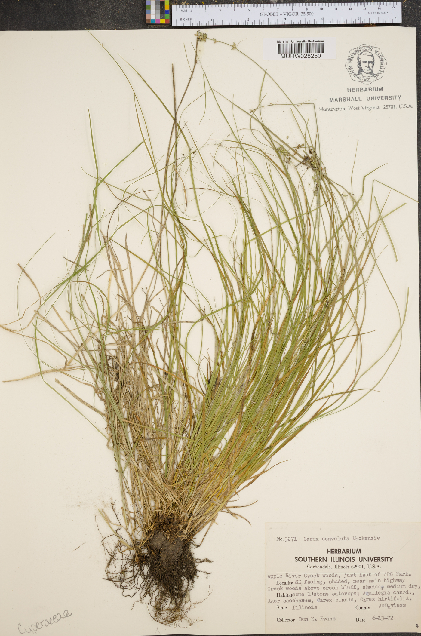 Carex convoluta image