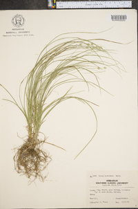 Carex convoluta image