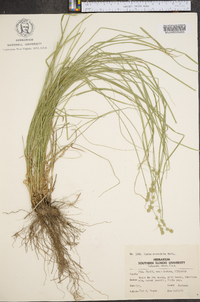 Carex convoluta image