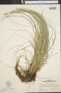 Carex convoluta image