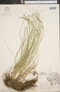 Carex convoluta image