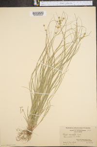 Carex convoluta image