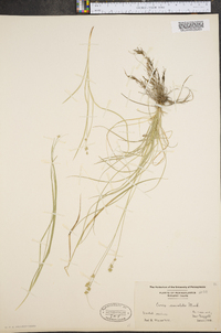 Carex convoluta image