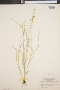 Carex convoluta image