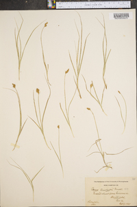 Carex crawfordii image