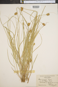Carex crawfordii var. vigens image