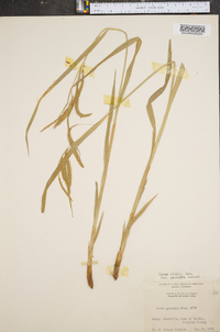 Carex crinita var. gynandra image