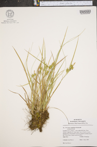 Carex cryptolepis image