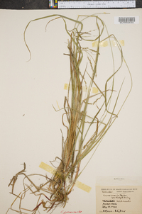 Carex debilis var. rudgei image