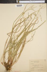 Carex debilis var. rudgei image