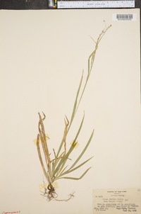 Carex debilis var. rudgei image