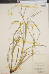 Carex debilis var. rudgei image