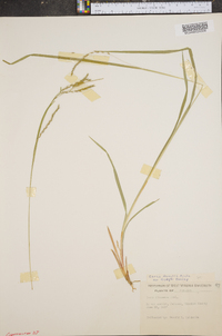 Carex debilis var. rudgei image