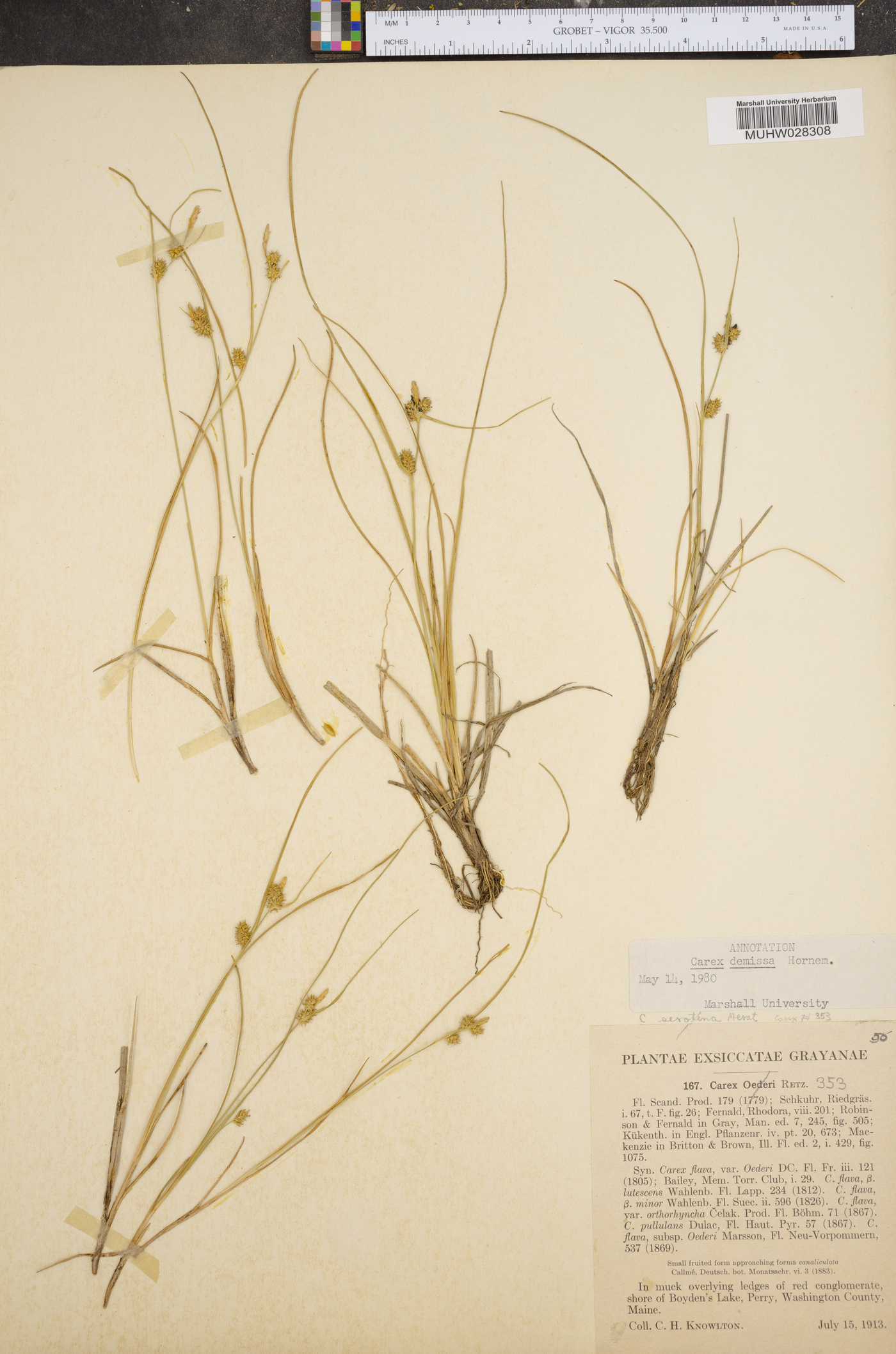 Carex demissa image