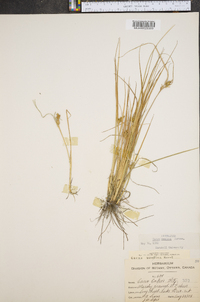 Carex demissa image