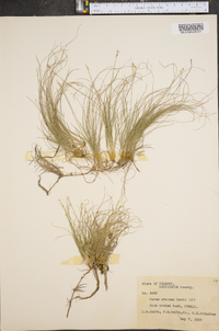 Carex eburnea image