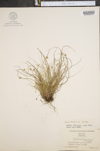 Carex emmonsii image