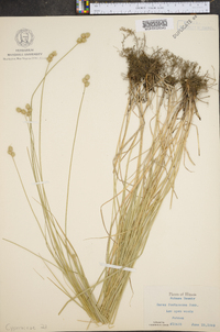 Carex festucacea image