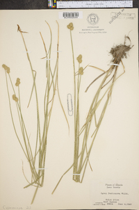 Carex festucacea image