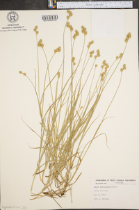 Carex festucacea image