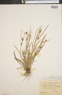 Carex flaccosperma image