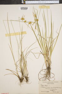 Carex flava image