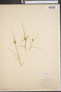 Carex flava image