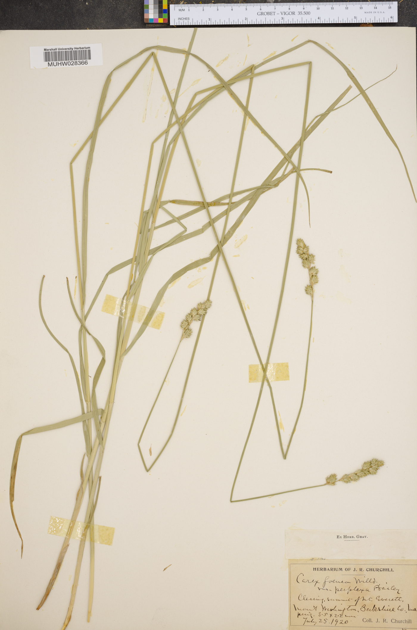 Carex foenea var. perplexa image