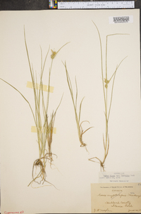 Carex flava image