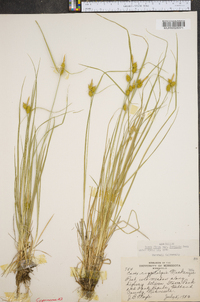 Carex flava image