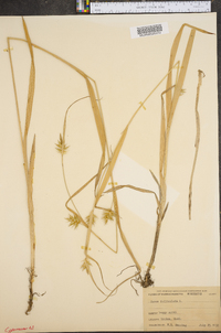 Carex folliculata image