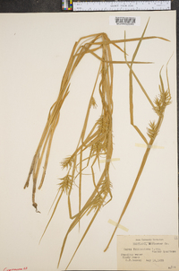 Carex folliculata image