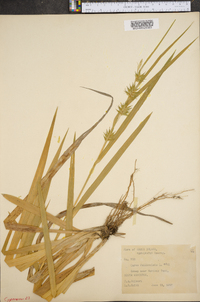 Carex folliculata image