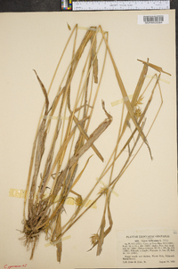 Carex folliculata image