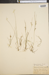 Carex gracilescens image