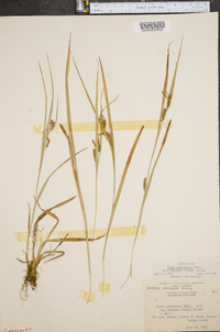 Carex granularis var. haleana image