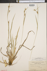 Carex granularis var. haleana image