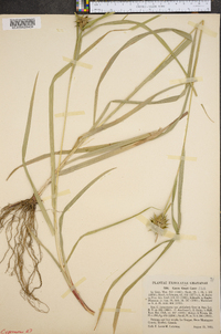 Carex grayi image