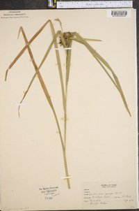 Carex grayi image