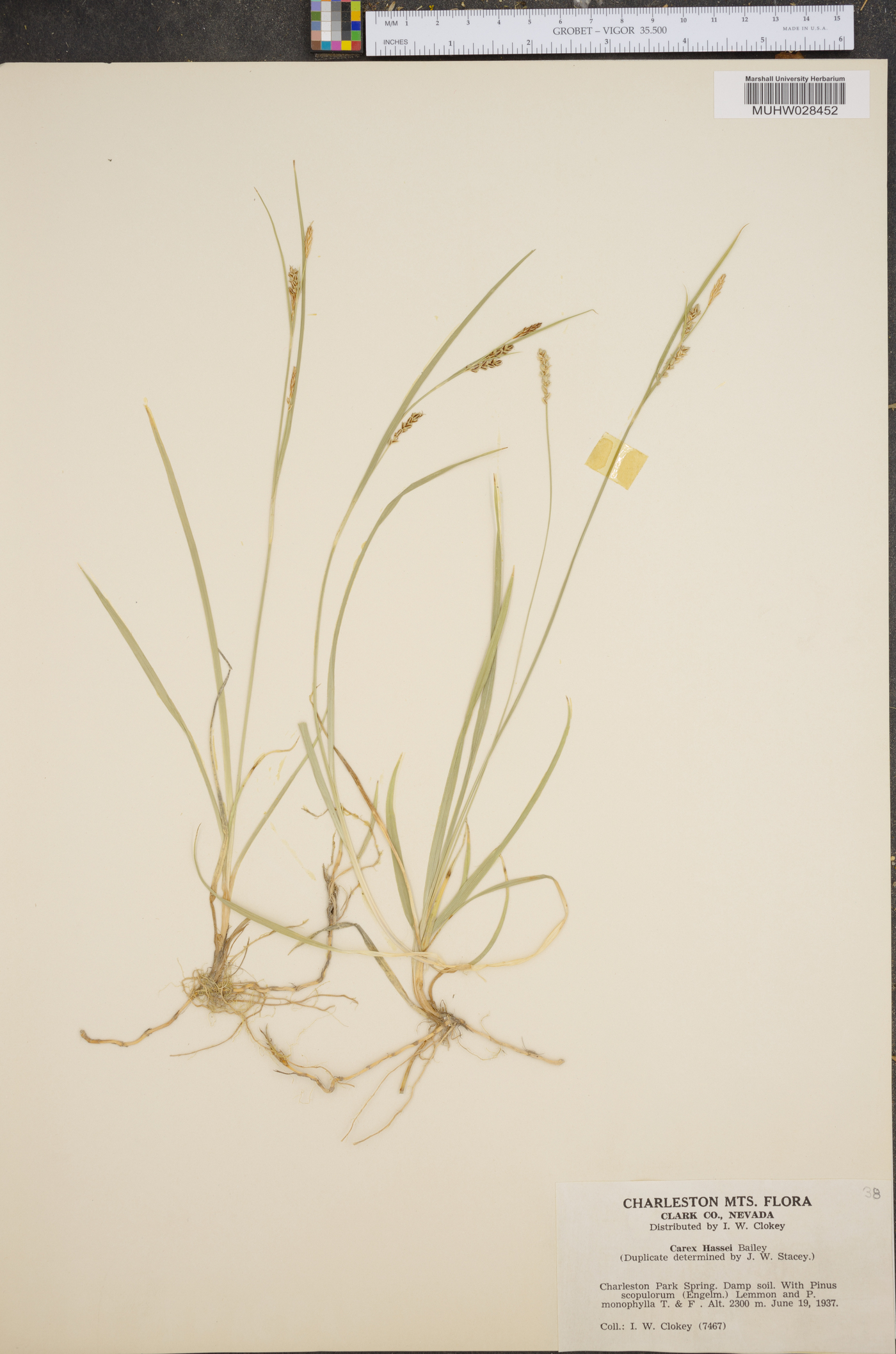 Carex hassei image