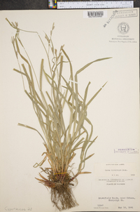 Carex hirtifolia image