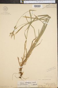 Carex hirtifolia image