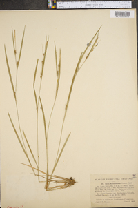 Carex hitchcockiana image