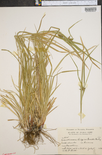 Carex intumescens var. fernaldii image