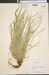 Carex jamesii image