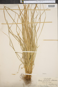 Carex jamesii image