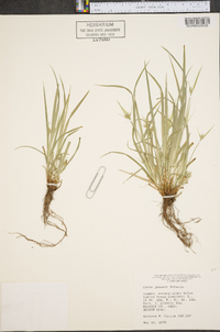 Carex jamesii image