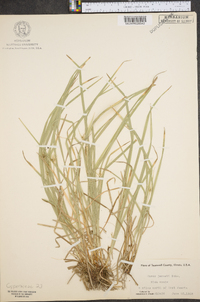 Carex jamesii image