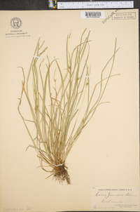 Carex jamesii image