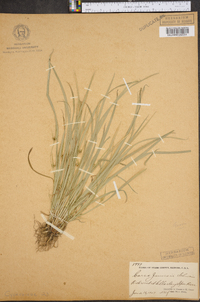 Carex jamesii image